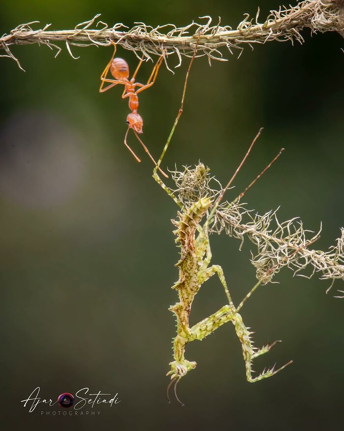 Ant and insect in a captivating wildlife photo by Ajar Setiadi, showcasing nature's intrigue and beauty.