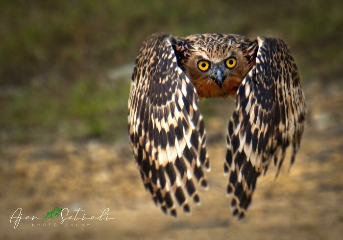 Close-up of an owl flying with wide wings, captured in stunning wildlife photography by Ajar Setiadi.