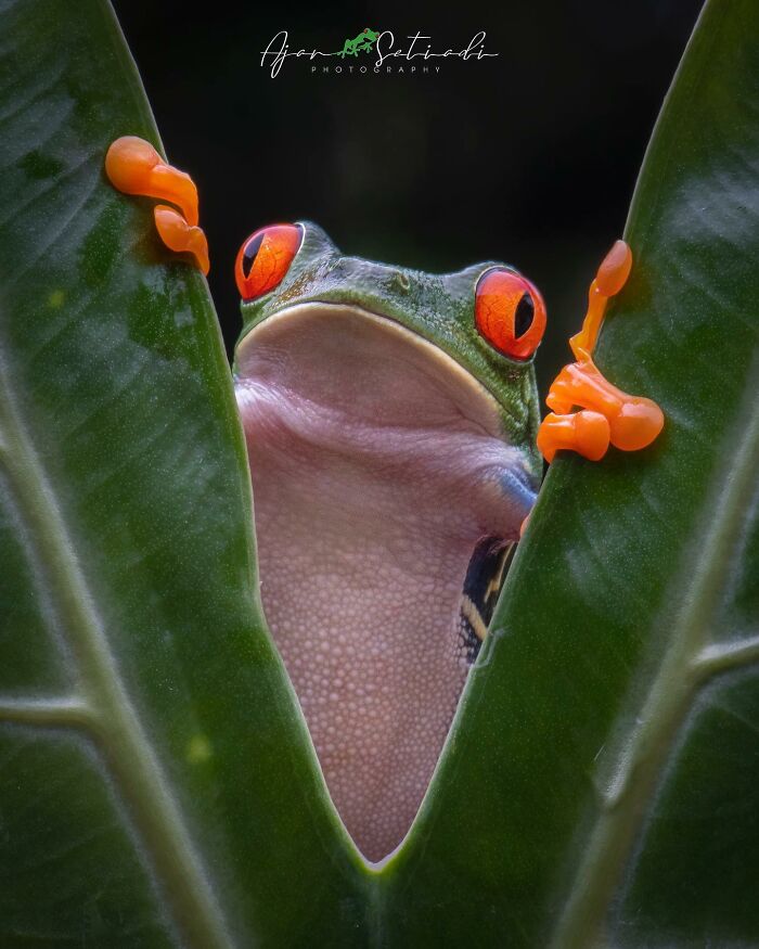 Frog with bright red eyes peeking through leaves, captured in captivating wildlife photography.