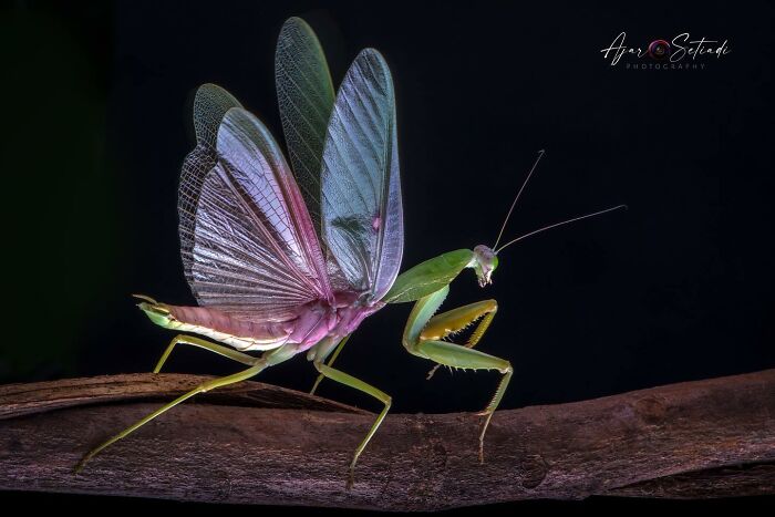 Praying mantis captured in stunning wildlife photography by Ajar Setiadi, showcasing vibrant colors on a dark background.