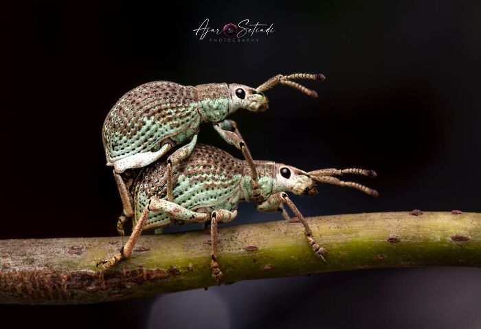 Intriguing wildlife photography by Ajar Setiadi featuring two vibrant insects on a branch.