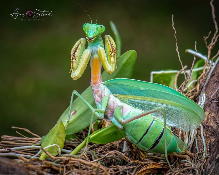 Praying mantis on a branch, captured in vivid detail in Ajar Setiadi's wildlife photography.