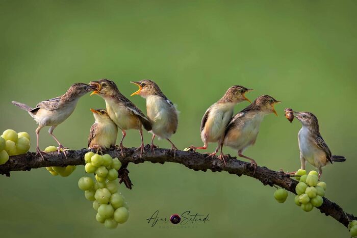 Six small birds perched on a branch with grapes, captured in stunning wildlife photography.