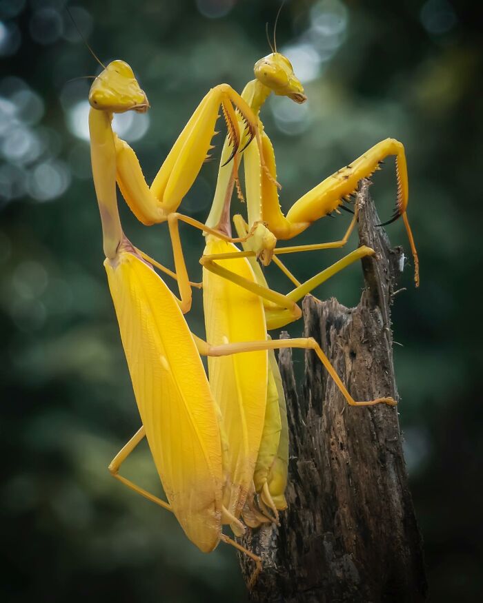 Two yellow praying mantises perched on a tree branch, showcasing captivating wildlife photography.