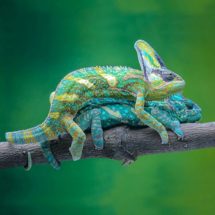 Two colorful chameleons on a branch, showcasing captivating wildlife photography.