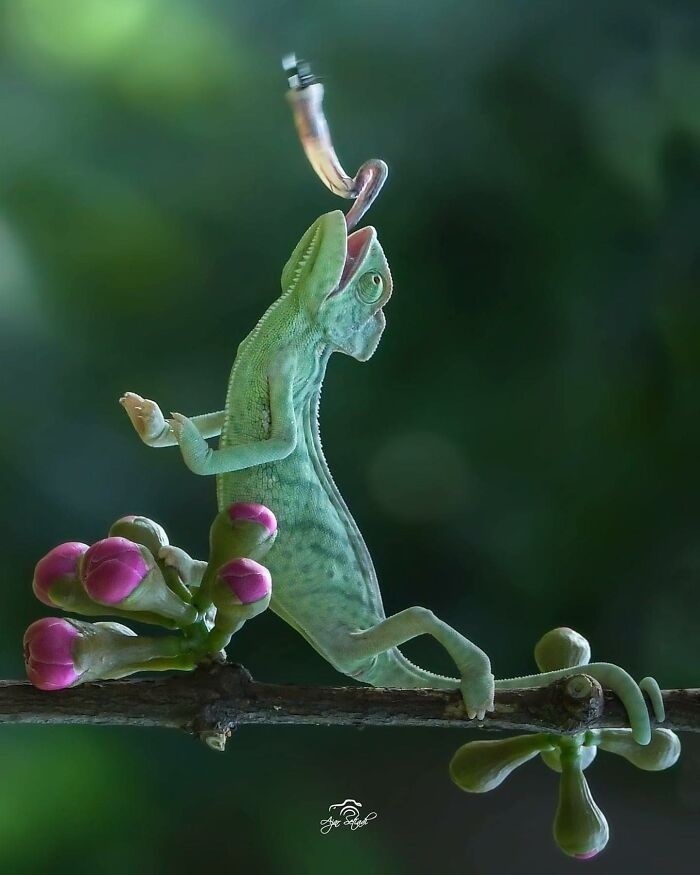 Chameleon reaching for prey on a branch with pink buds; example of captivating wildlife photography.