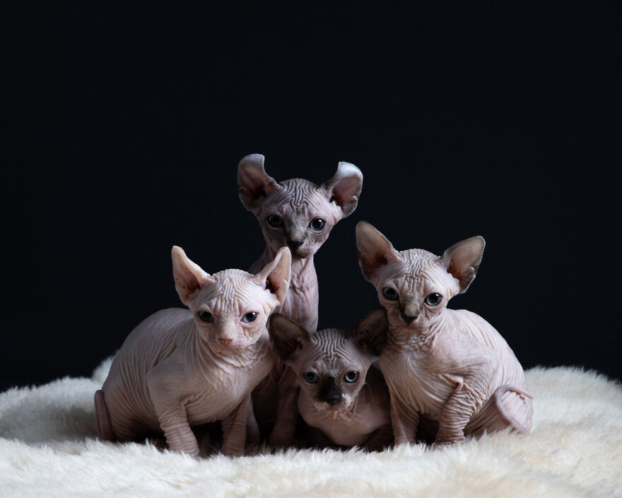 Beautiful Sphynx Kittens