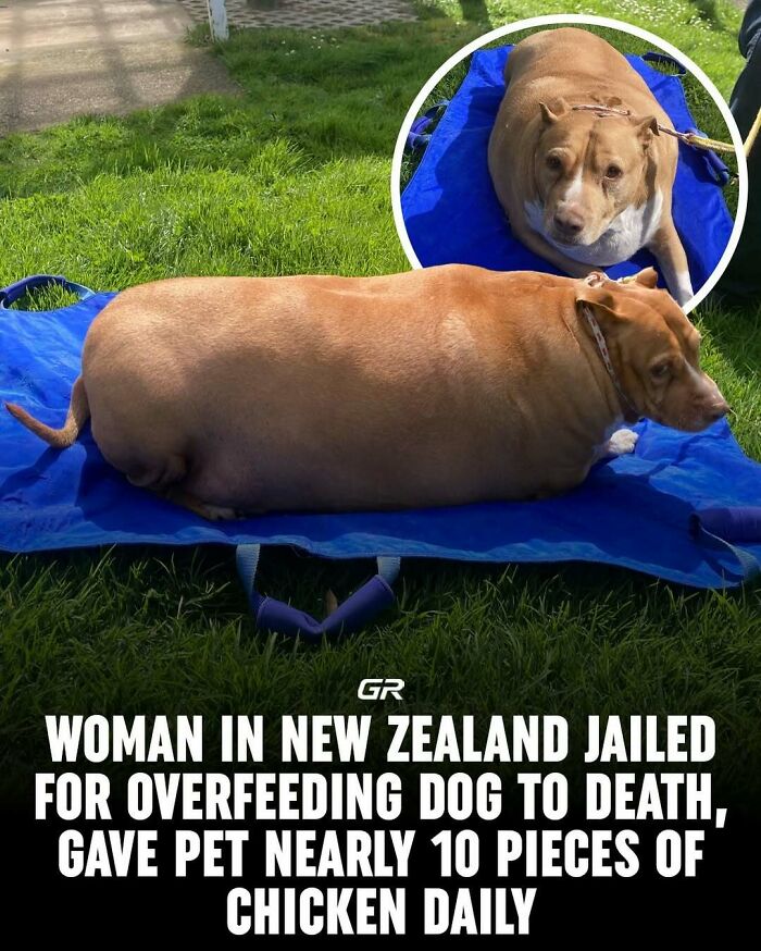 Overweight dog on blue tarp outside; interesting facts about pet overfeeding highlighted.