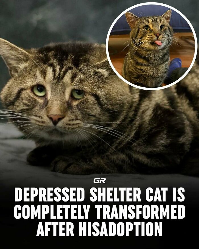 Shelter cat looks transformed after adoption, showcasing an interesting fact about pet transformations.