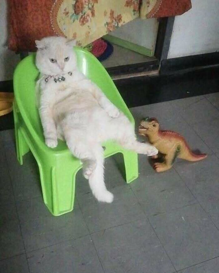 Chill cat lounging on a green chair, playfully posing with a toy dinosaur.