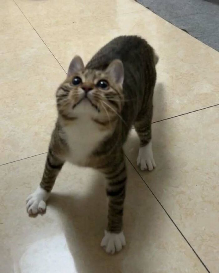 Playful tabby cat looking up with curious expression, standing on a tiled floor.