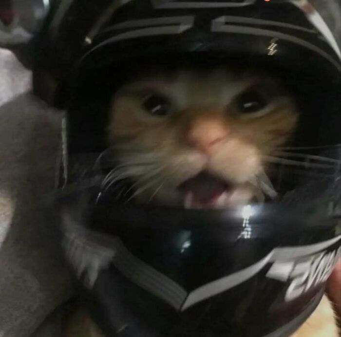 Cat in a helmet looking surprised, raising spirits with its playful expression.