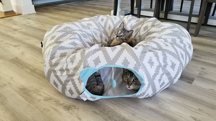 Cats lounging in a cozy, patterned donut bed on a wooden floor, perfect gift for feline approval.