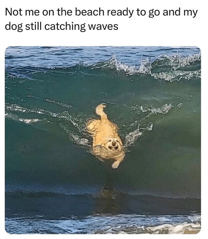 Golden retriever joyfully catching waves at the beach, one of the uplifting dog memes to help heal and brighten your day.