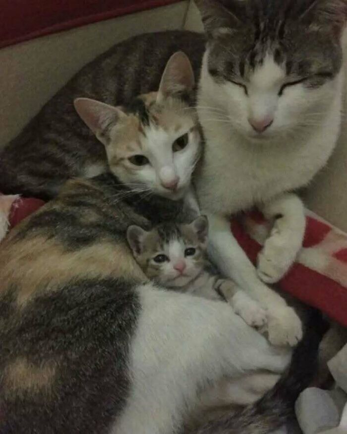 Family of three cats cuddling together on a cozy blanket, radiating warmth and comfort.