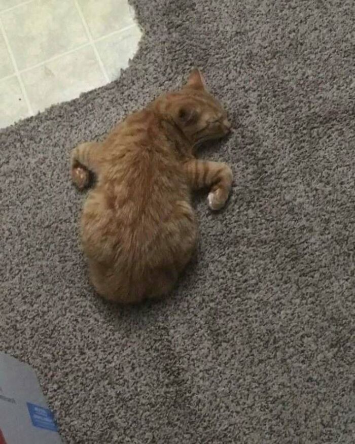 Ginger cat sleeping on a carpet with paws tucked in, creating a heartwarming and funny scene.