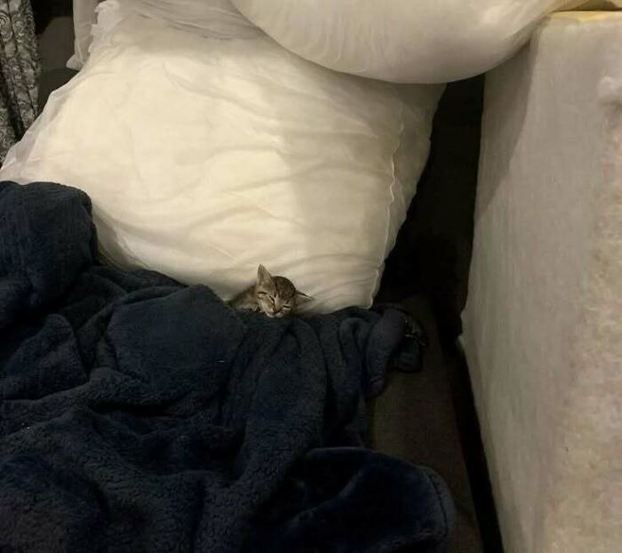 Cute cat snug in dark blanket between large pillows, spreading joy.
