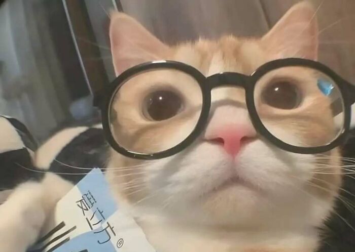 Cat wearing oversized glasses, adding a cute and fun touch to lift spirits.