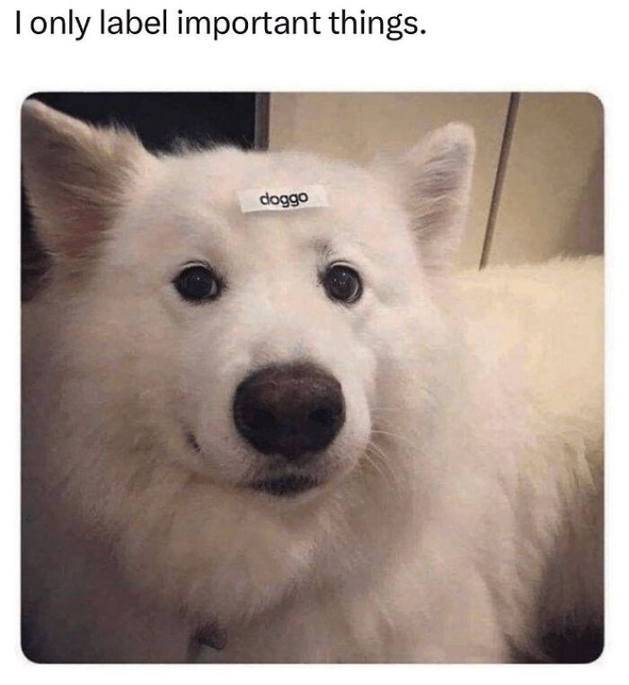A white fluffy dog with a label on its forehead reading doggo, featured in dog memes to help heal and uplift.