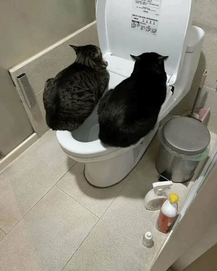 Two cats sitting on a toilet seat, bringing joy and smiles with their quirky pose.