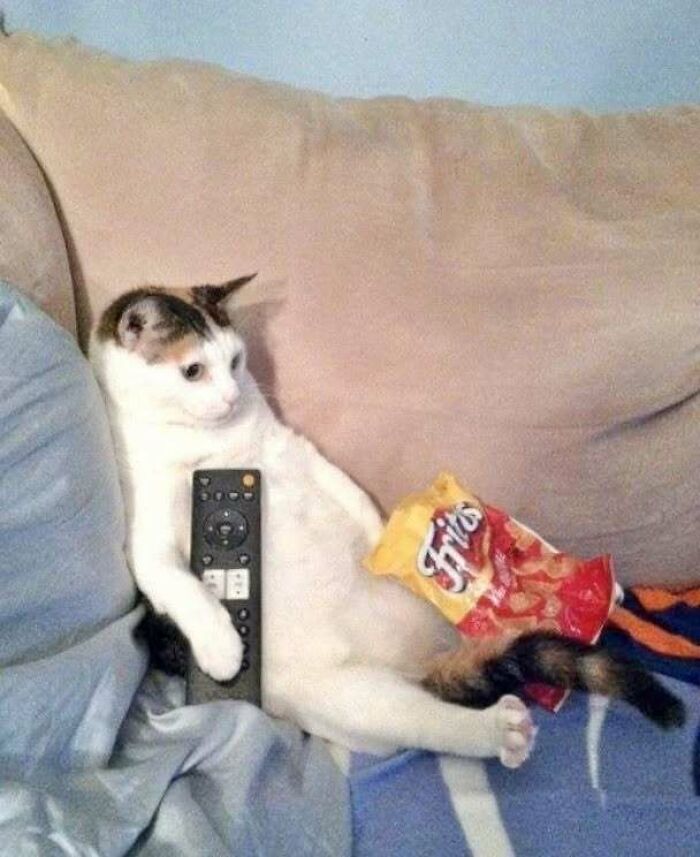 Cat lounging on a couch with a remote and chips, showcasing a humorous and relatable moment.