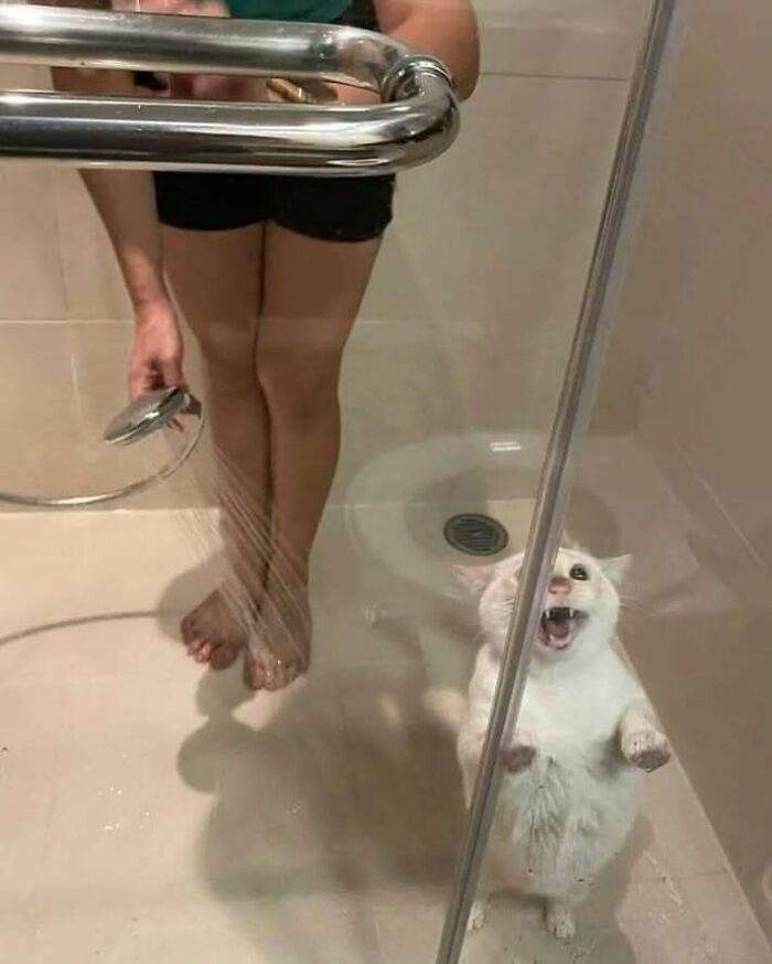 Person in a shower with a playful cat outside the glass door, raising spirits with humor.