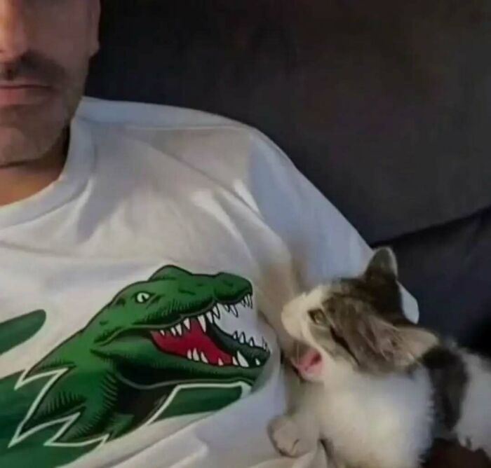 A playful kitten looking at a person in a dinosaur shirt, embodying uplifting cat content.