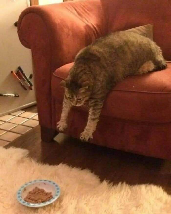 Cat stretching off a sofa towards a small plate of food on the floor, creating a humorous scene.