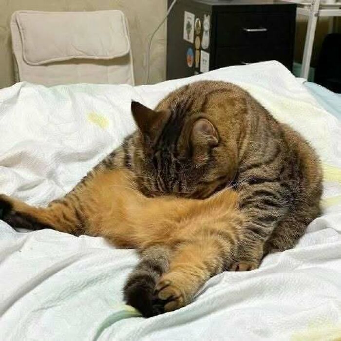 Cat sitting amusingly on a bed, providing a boost to people's spirits.