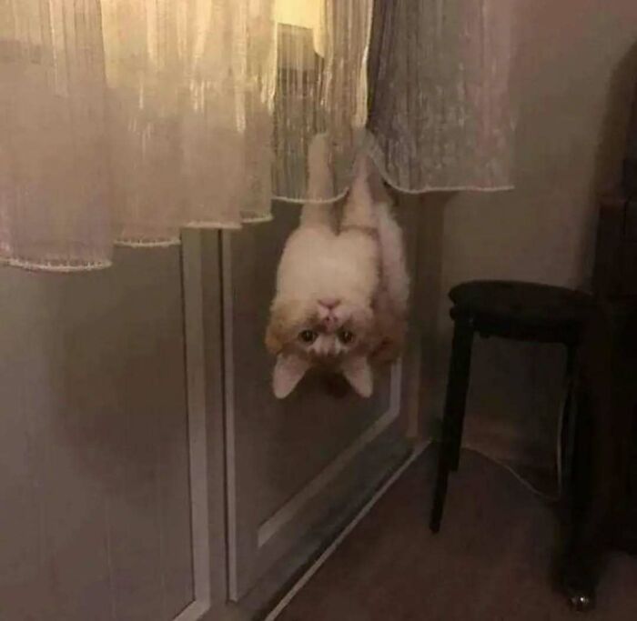 A cat hanging upside down from curtains, playfully peeking in a dimly lit room.