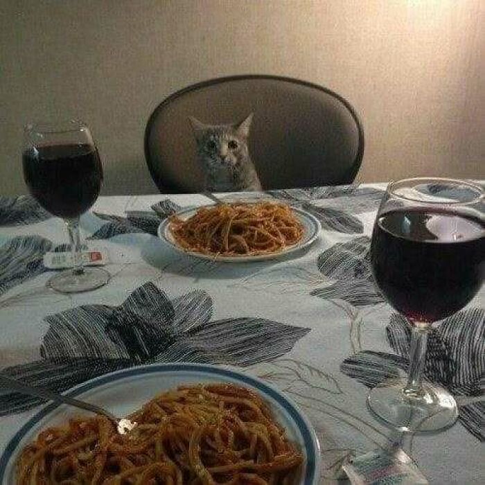 Cat sitting at a dinner table with spaghetti and red wine, humorously raising spirits.