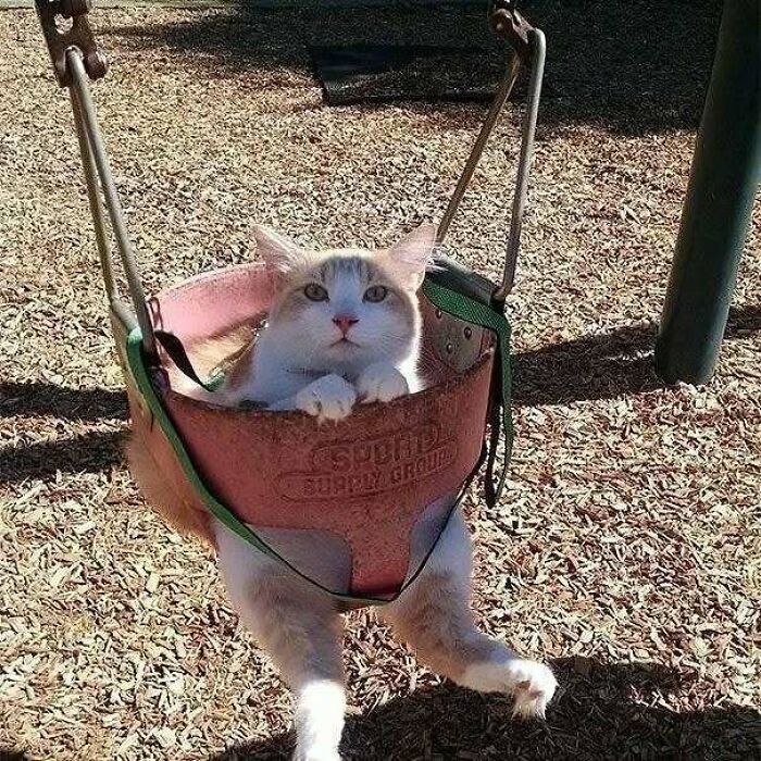 Cat sitting in a playground swing, enjoying the sun and raising spirits with its adorable pose.
