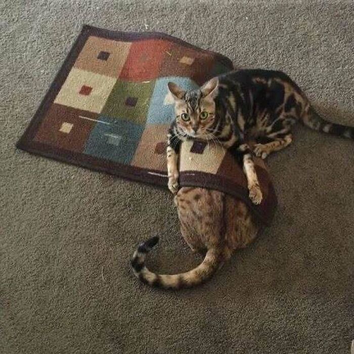 Cat playfully hiding under a colorful rug, with another cat sitting on top.