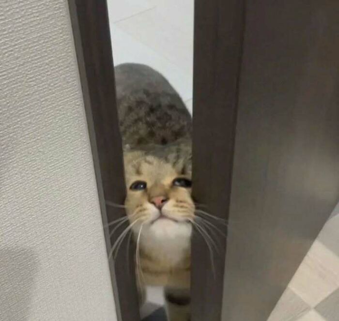 Cat squeezing through a door, its face adorably pressed, raising spirits with its cuteness.