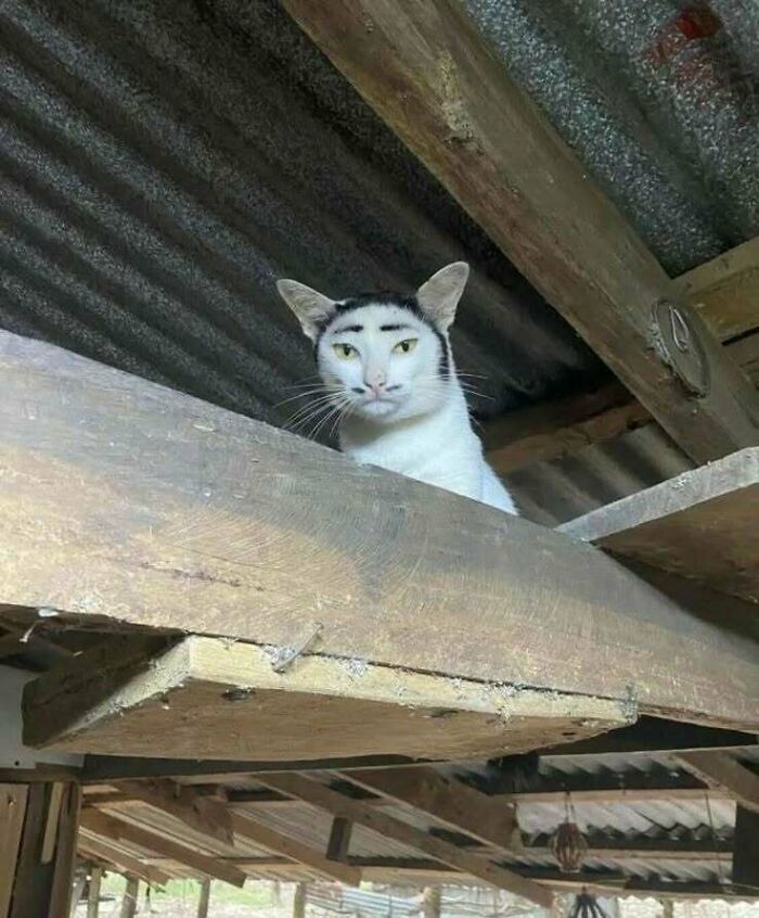 Cat with unique eyebrows sits on wooden beam, raising spirits with a quirky look.