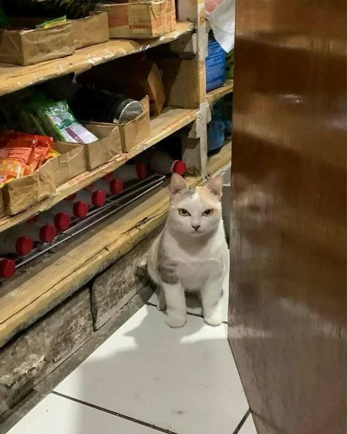 Cat sitting in a storage area filled with various items, looking curious and calm.