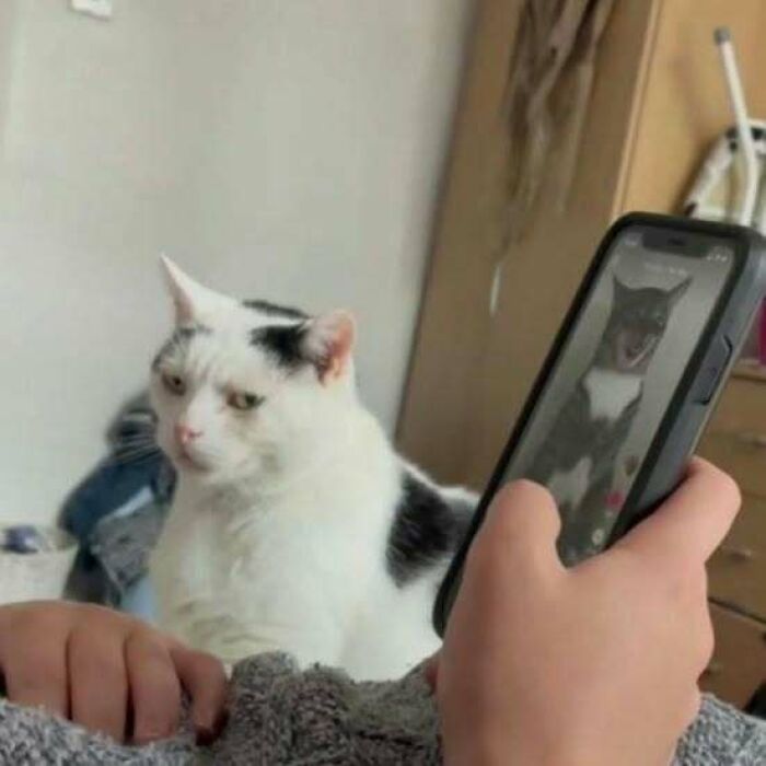 A black and white cat looking unimpressed while someone takes a photo with a smartphone, capturing a funny moment.