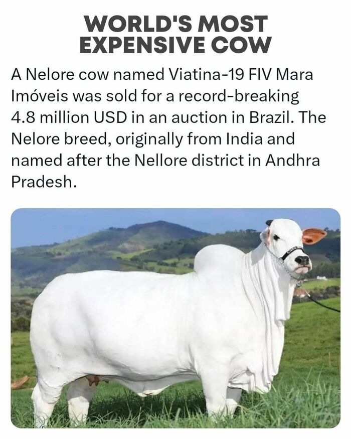A Nelore cow, the world’s most expensive, stands on a grassy field against a backdrop of hills.