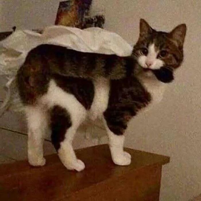 Cat playfully standing on furniture with a paper crumpled on its back, creating a humorous scene.
