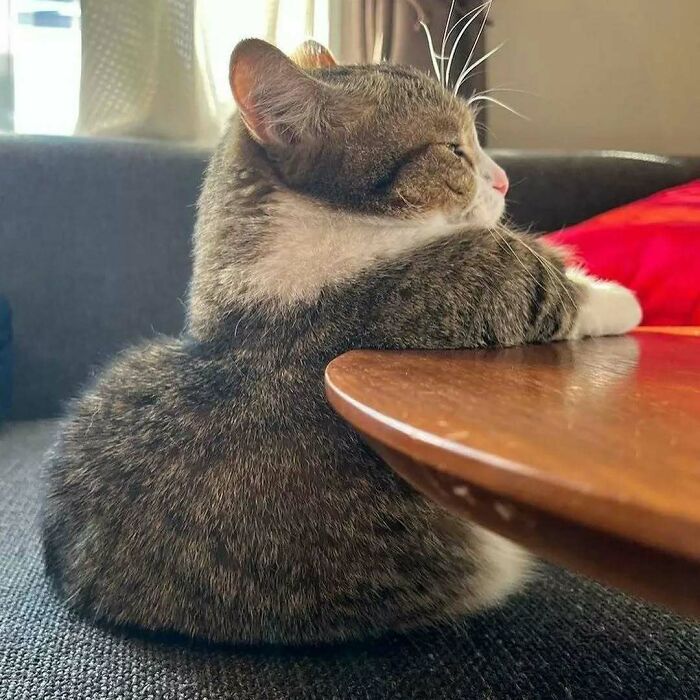 A relaxed cat with closed eyes, sitting on a sofa, and leaning against a wooden table, showcasing comfort and cuteness.