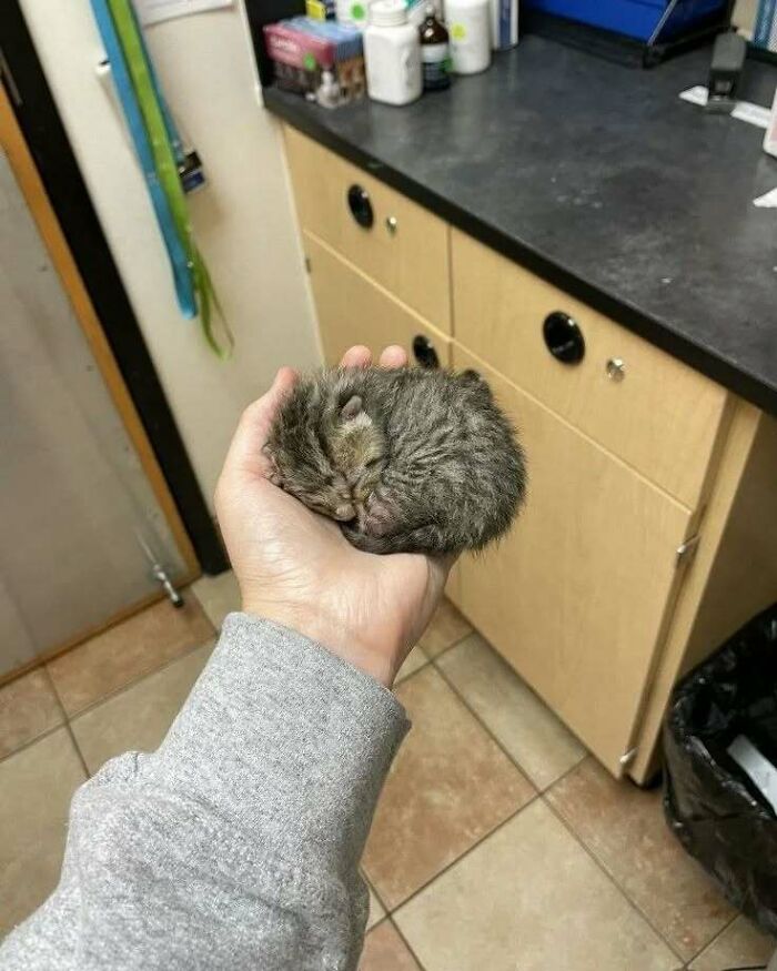 Hand holding a tiny sleeping kitten indoors, promoting cat-themed uplifting content.