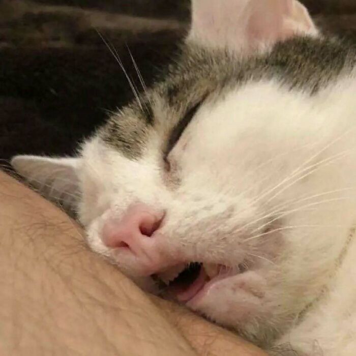 Sleeping cat with pink nose and closed eyes, resting on an arm, embodying calm and comfort.