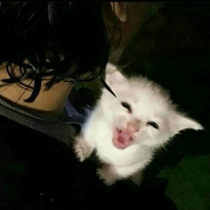 A joyful white kitten, mouth open, peeking over a person's shoulder, embodying uplifting cat moments.