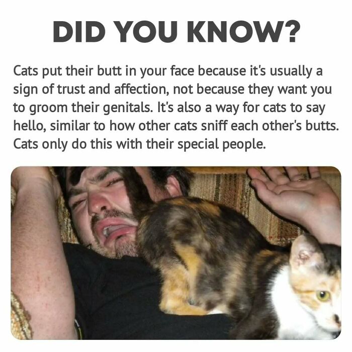 A surprised man with a cat on his face, illustrating trust and affection behaviors in animals.
