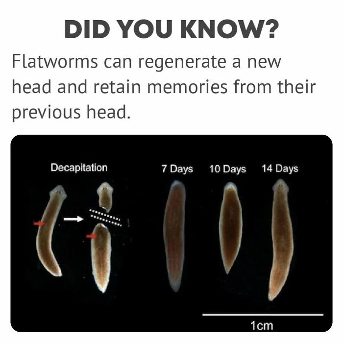 Flatworms regenerating heads with memory retention over 14 days, showcasing fascinating self-domestication abilities.