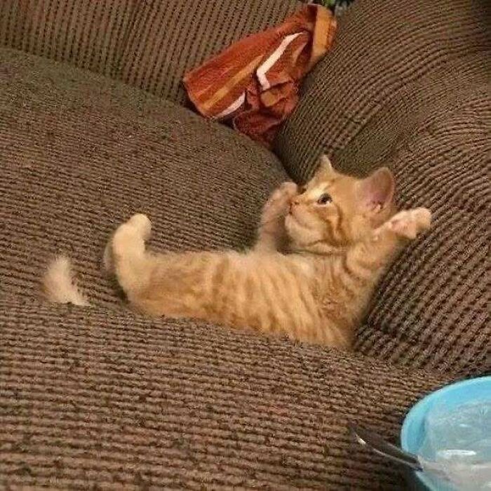 Cute orange kitten lounging on a couch, bringing joy and raising spirits.