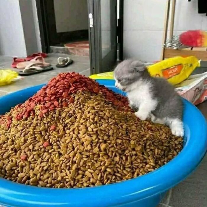 A kitten sitting beside a massive bowl of cat food, raising spirits with its cute curiosity.