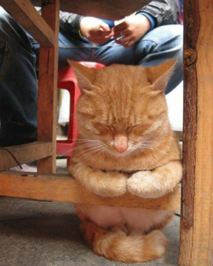 Orange cat sitting with closed eyes under a wooden table, creating a peaceful moment.