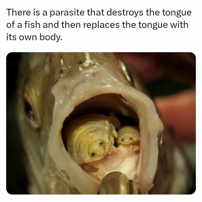 Close-up of a fish's mouth showing a parasite replacing its tongue, highlighting unusual animal interactions.