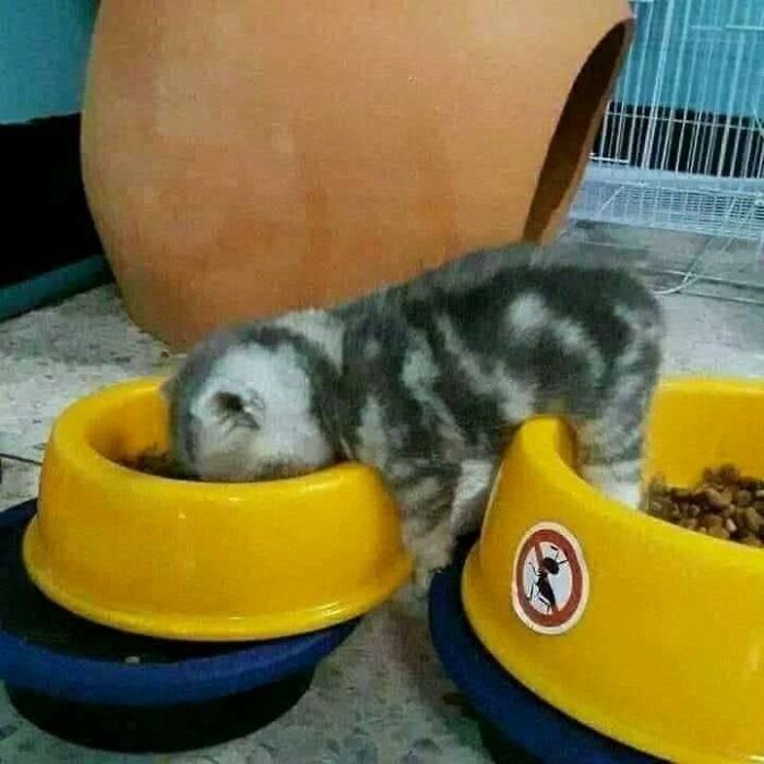 Cat humorously eating with its head in a yellow food bowl, spreading joy.